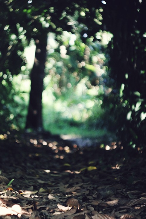 niknyllenne: Abandoned forest path . © niknyllenne 