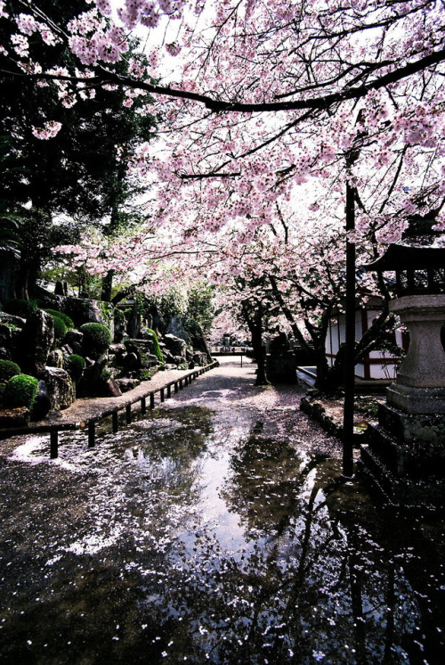 blossoms after the rain by Atsuhiko Takagi taken on 2017/4/9. MINOLTA α-507si, AF ZOOM 17-35mm 1:3.5