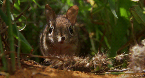 despondence:  irregulartangerine:  LADIES, GENTLEMEN, AND PEOPLE WHO DON’T FALL UNDER EITHER OF THOSE CATEGORIES,  this is an elephant shrew. it’s adorable and i just wanted to shower you with little gifs of it because look at it. look at it’s