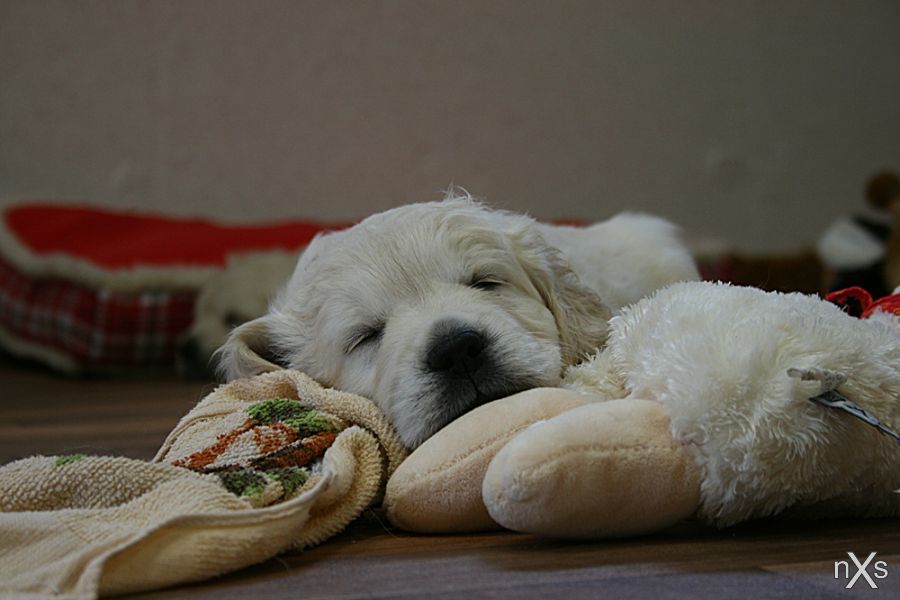 johnnyslittleanimalblog:  Sleeping Puppy by xxnoxiousxx 