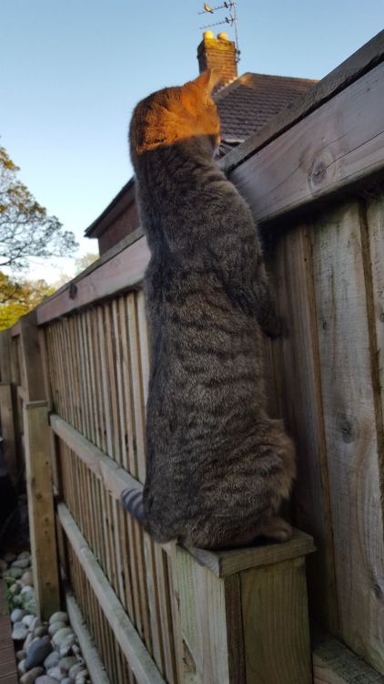 awesome-picz:People Are Sharing Pics Of Their Long Cats That Seem To Stretch ‘Til Infinity.