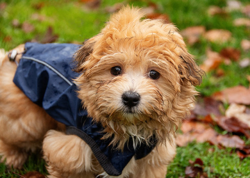 lewisthehavanese: Lewis out for a walk in the rain. This little blue rain jacket might only fit for 