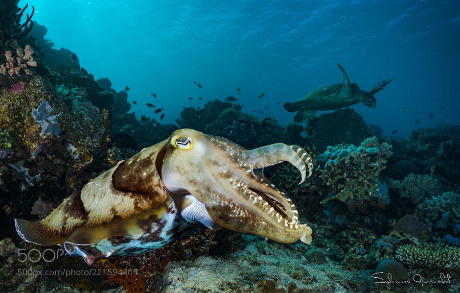 Broadclub Cuttlefish Explore Tumblr Posts And Blogs Tumgir