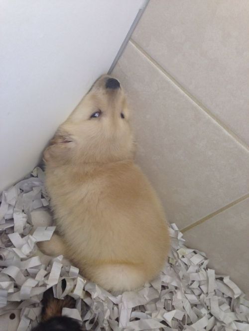 creamyburrito:BABY GOLDEN RETRIEVER BEING A NOOT NOOT