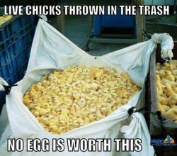 katlynisawesum:  Throwing LIVE male chicks