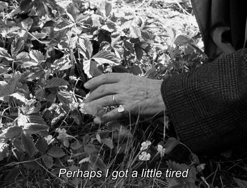 timotaychalamet: Wild Strawberries (1957) dir. Ingmar Bergman