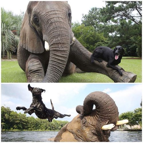 lostinhistory:  glitterobservatory:  theilllestvillain:  waveofemotions:  I NEVER WANT THIS POST TO END  SAME  the second pic of the elephant and dog though. holy crap that’s graceful  THE OSTRICH AND THE GIRAFFE 