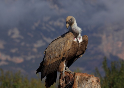 Griffon Vulture (Gyps fulvus) >>by m-idre31