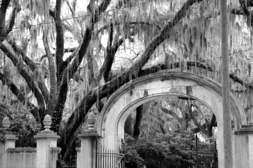 seanjustice:  -Photo by seanjustice Savannah, Ga.