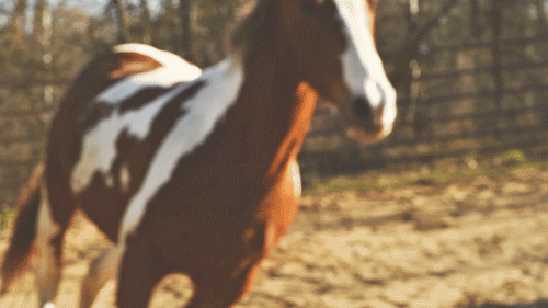 paintthesky-duke: round pen sessions vc - @ponyblues 