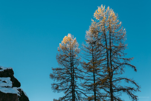 Golden Larches