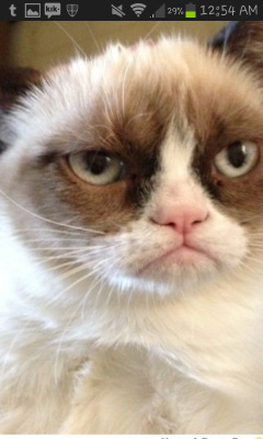 stop-the-illuminati-now:  #42: Grumpy Cat 