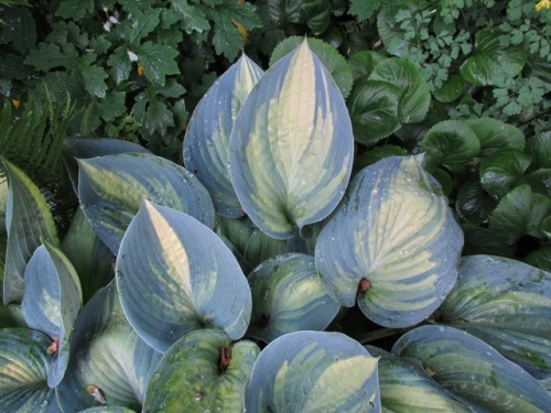 There was a time when I thought I didn’t like hostas.