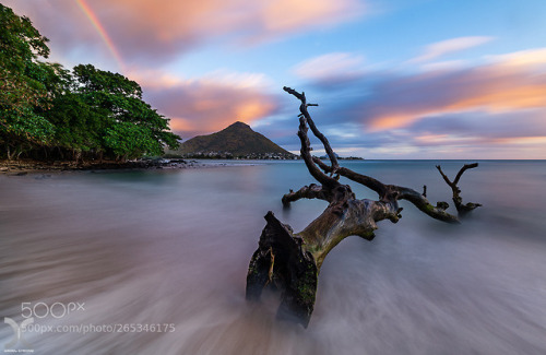 Driftwood Dream by DanielCheong1