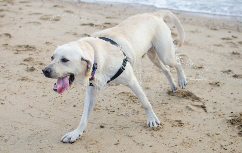 dougal is the biggest dumbest lab i have ever met. i LOVE HIM