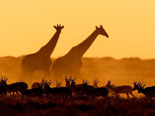 lovenature:Giraffes and Gazelles, Namibia.Giraffes and gazelles near Okondeka waterhole, Namibia.Pho
