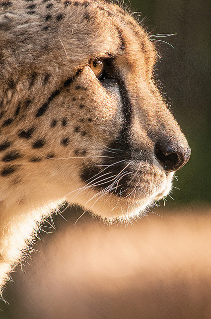funnywildlife:  Cheetah Profile 3-0 F LR 3-10-13 J025 by sunspotimages on Flickr.