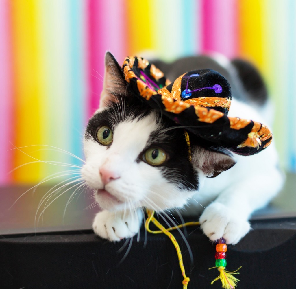 catsbeaversandducks:  Harley is ready to celebrate Cinco De Meow.Photos by ©Abby