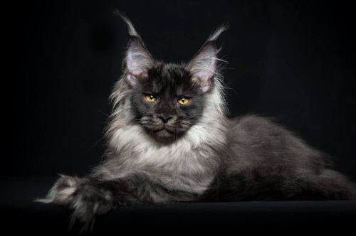 cwnerd12: littlelimpstiff14u2:   Robert Sijka  photographs Maine Coon cats and makes them look like majestic mythical beasts  The man who takes these glorious photos is Robert Sijka.   	“My passions are cats and photography, I do my best to combine