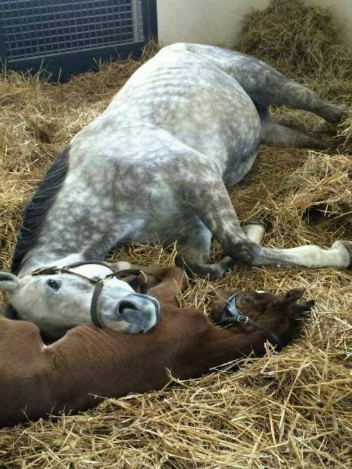 horsesornothing: thehorsegodbuilt:“Tap of the Day (full sister to Tapit) rests her head on her new f