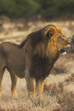 thelavishsociety:  World Lion Day by Beena