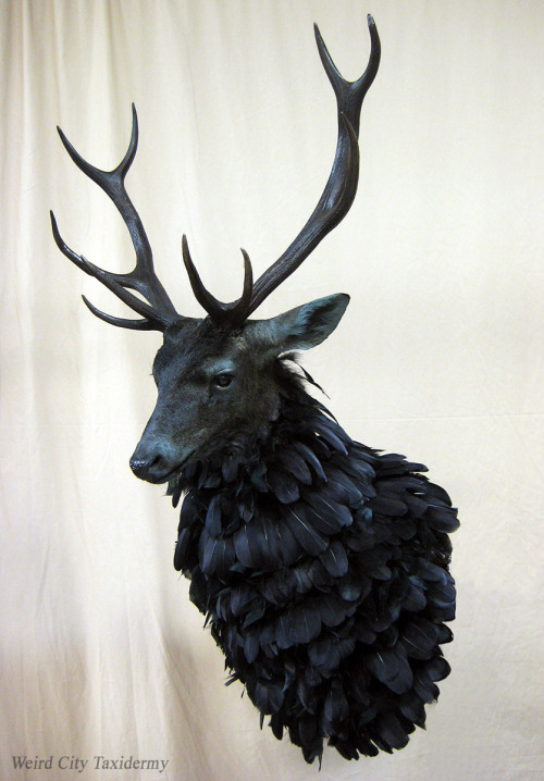 weirdcitytaxidermy:  The Ravenstag, or Nightmare Stag, from NBC’s exquisite TV series Hannibal. See 