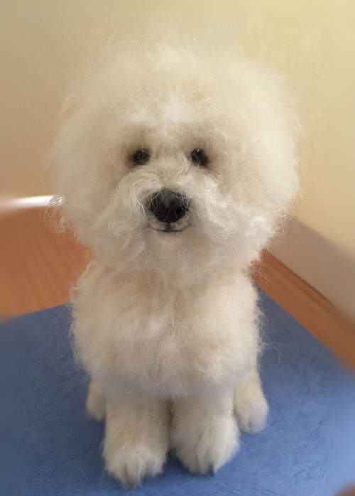 Boy Bolognese Fluffy is a head with a lion cut.I love the owners of mom. We were asked to be making 