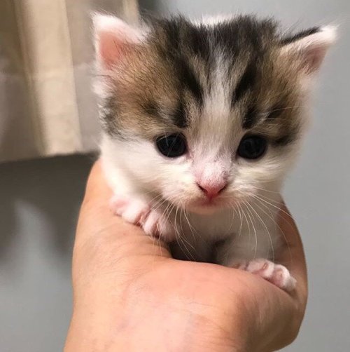 kitty:ADSHJAJSDGJHAFG