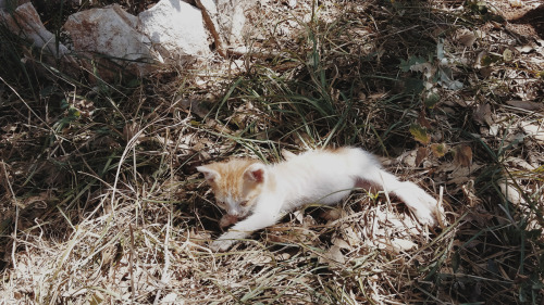 In the olive grove Istra, July 2015