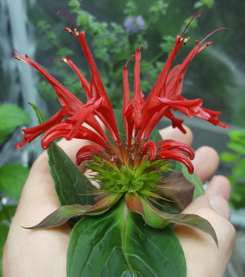 One of my indoor mints.  Possibly my favorite right now. Monarda didyma ‘Jacob Cline&rsqu