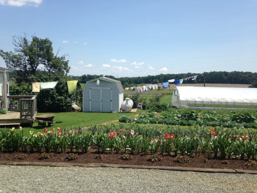 danakandic: Today was FARM DAY at Clearview Farms in Quaryville, PA. I drove out with my parents to