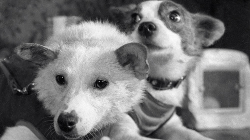 sovietpostcards:Belka and Strelka went to space 60 years ago today - August 19, 1960.