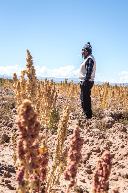 Quinoa Harvest: Bolivia - 2015