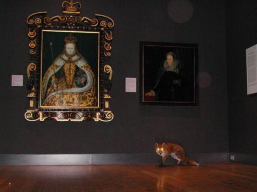 “Surveillance cameras observe fox exploring Tudor and Georgian rooms of National Portrait Gall