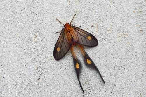 insectish: Moths in the genus Semioptila Photographs by Nigel Voaden