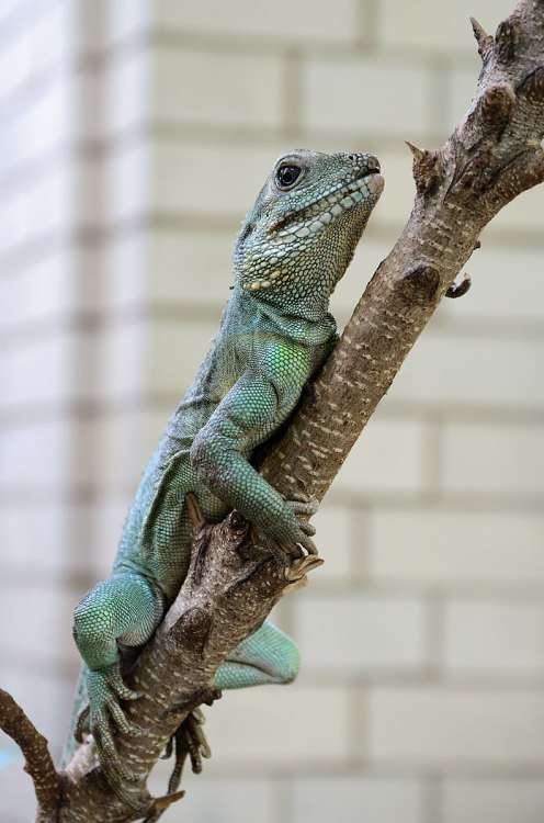 Chinese water dragon (Physignathus cocincinus)The Chinese water dragon is a species of agamid lizard