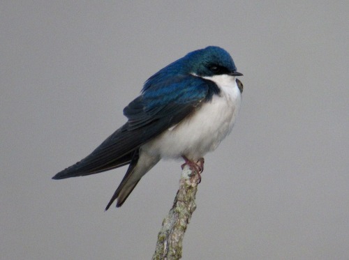 Tree swallow at the lake the other morning. You can tell it was cold!