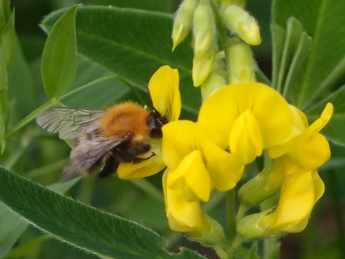 Lathyrus pratensis — meadow vetchling a.k.a. meadow peaBombus — bumblebees