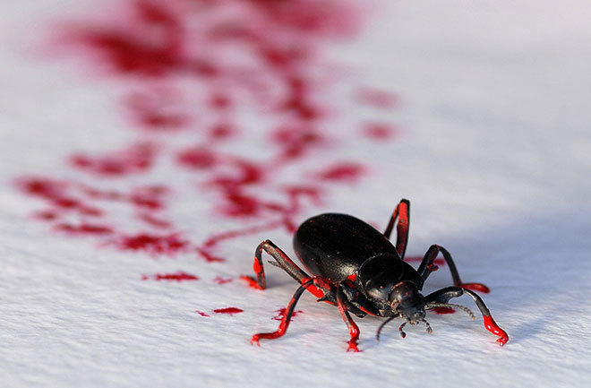 discoverynews:  Bugs Make Art: Photos  Entomologist Steven Kutcher is a Hollywood