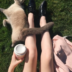 lovlae:  coffee and cat ☁️ ig: mayarigby 