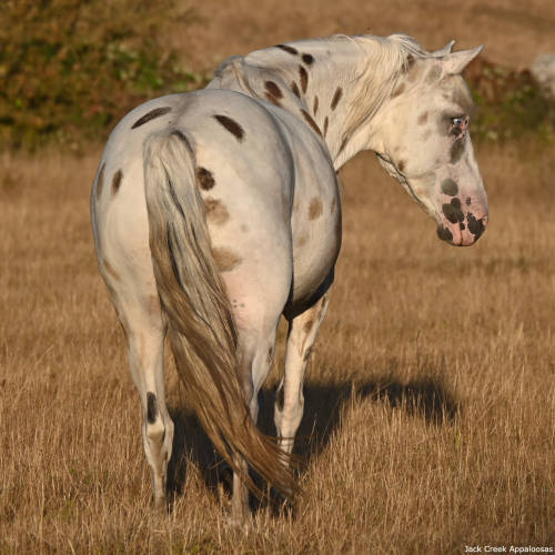 horsesarecreatures:Ochoco Renegade - Foundation Appaloosa StallionJack Creek Appaloosas