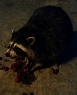 Sayabeans:  One Of My Babies Enjoying Some Cherries