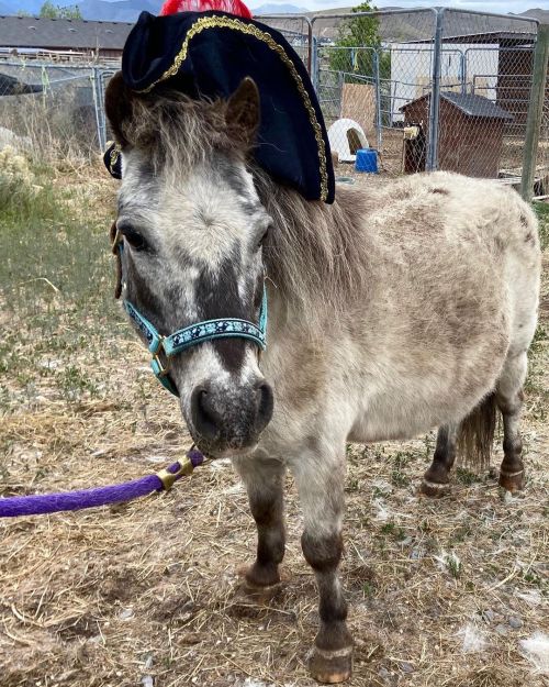 Pirate the mini horse dressed up for his pony party! Doesn’t he look great with his hat? Pleas