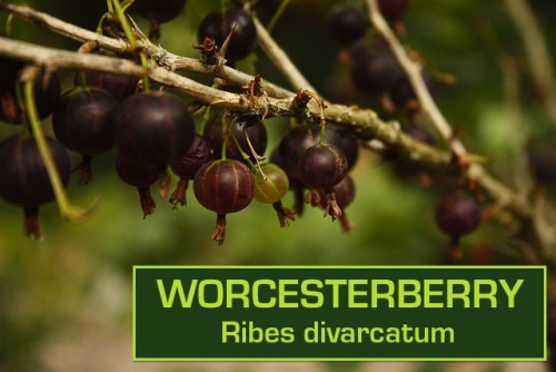 biodiverseed: I love the sweet but tart berries in the Ribes genus, which is why I have planted so m