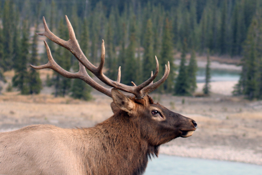 I feel like people need to know the Great Moose Truths.