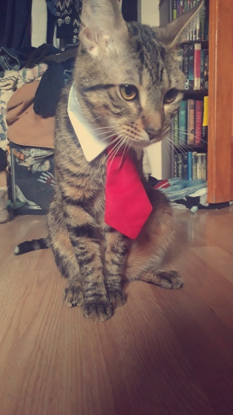 this-isnotmy-cat:  inkopolis-mutant:  this-isnotmy-cat:  WHERE CAN I BUY ONE  I bought this at Wish. com. 
