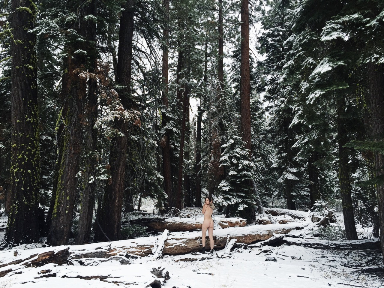 jordanlehn:  I woke up to find my pines covered in snow.See more images + a behind