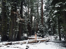 jordanlehn:  I woke up to find my pines covered in snow.See more images + a behind the scenes time lapse video from my adventures in the snow today / support my artistic endeavors on my patreon. 