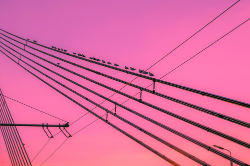 Seagulls &amp; Pink Vibes