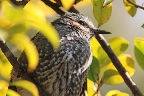 Brown-eared Bulbul